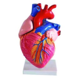 Heart Models